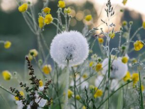 Hoa Bồ Công Anh Là Hoa Gì? Ý Nghĩa Của Loài Hoa Này