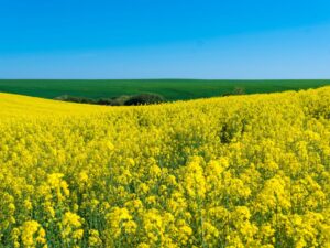 Hoa cải vàng: Ý nghĩa, cách trồng và cách bài trí đẹp