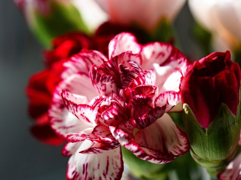 Hoa cẩm chướng có ý nghĩa gì?