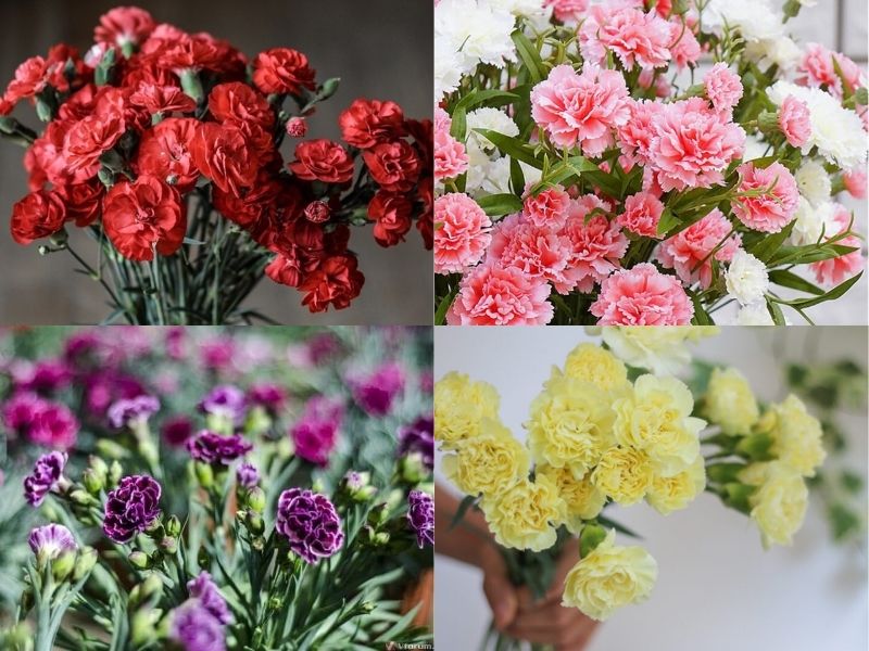 Hoa cẩm chướng có ý nghĩa gì?