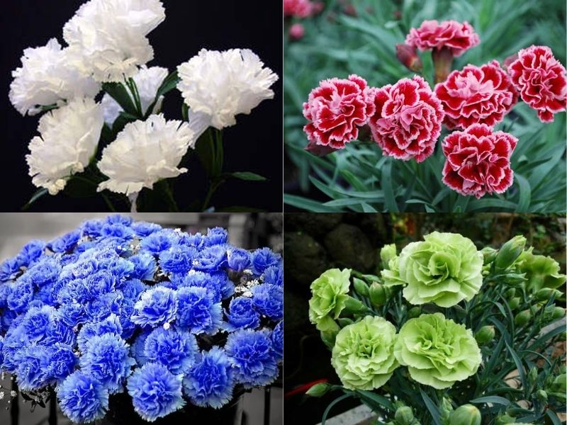 Hoa cẩm chướng có ý nghĩa gì?