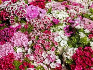 Hoa cẩm chướng có ý nghĩa gì?