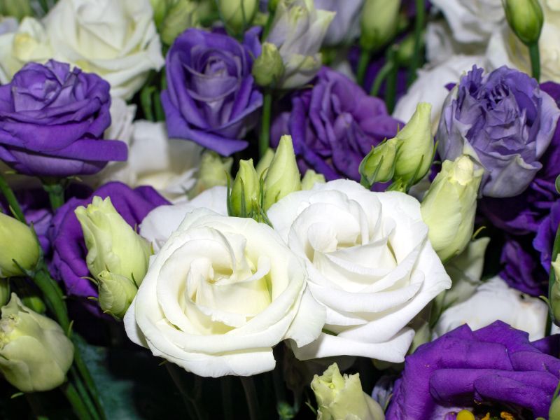 Hoa cát tường ý nghĩa và cách bài trí đẹp