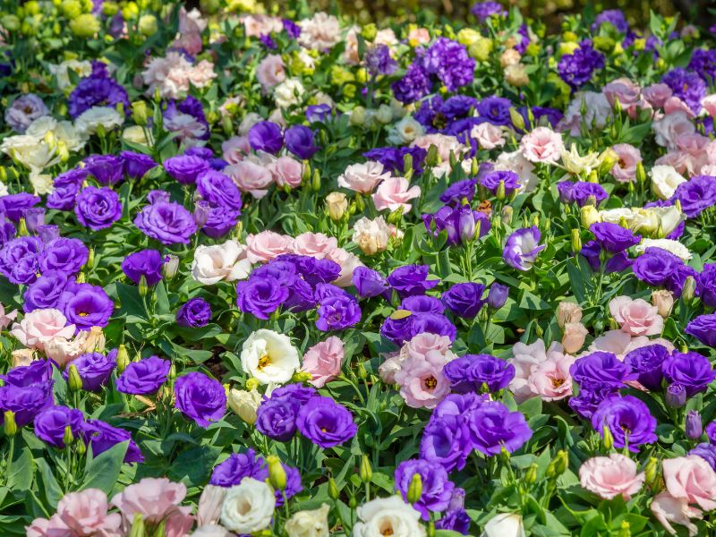 Hoa cát tường ý nghĩa và cách bài trí đẹp