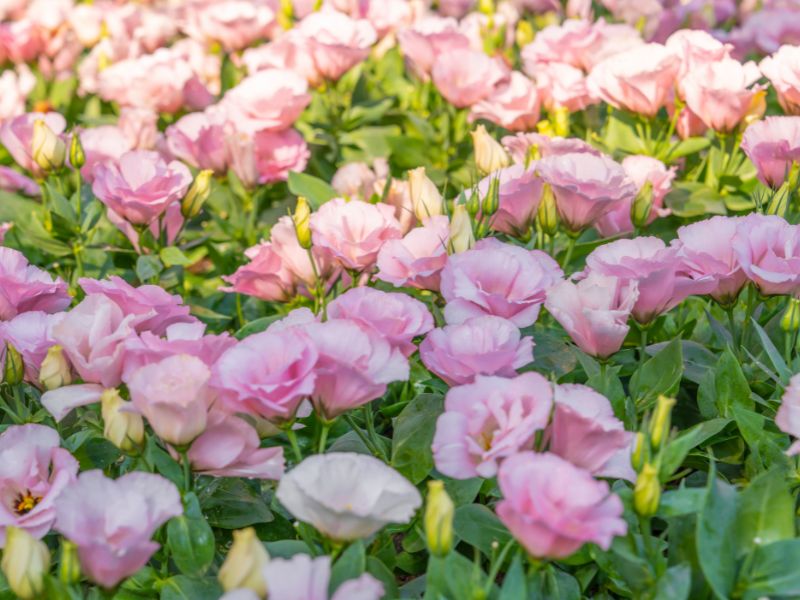 Hoa cát tường ý nghĩa và cách bài trí đẹp