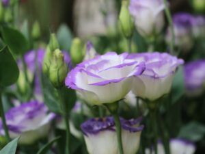 Hoa cát tường ý nghĩa và cách bài trí đẹp