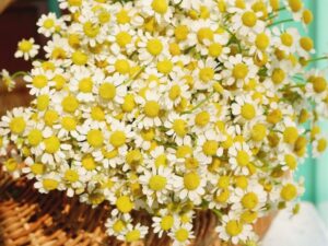 Hoa cúc tana: Ý nghĩa, đặc điểm và cách cắm hoa