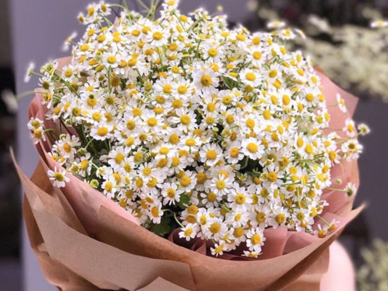 Hoa cúc tana: Ý nghĩa, đặc điểm và cách cắm hoa
