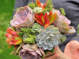 Giải mã độ hot của hoa cưới sen đá