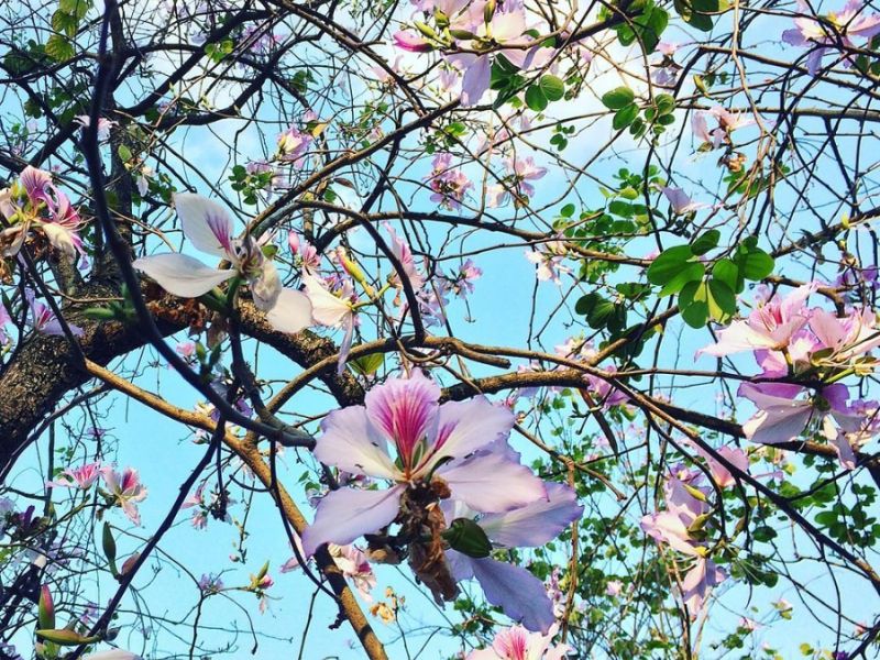 Hoa ê ban là hoa gì? Tìm hiểu hoa ban - loài hoa của núi rừng