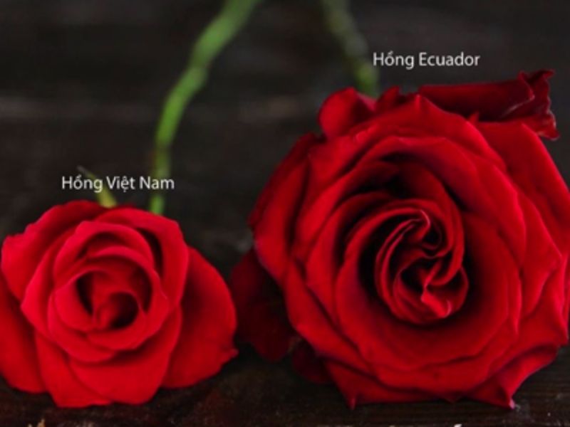  Hoa hồng Ecuador: Nguồn gốc, đặc điểm, ý nghĩa và cách trồng