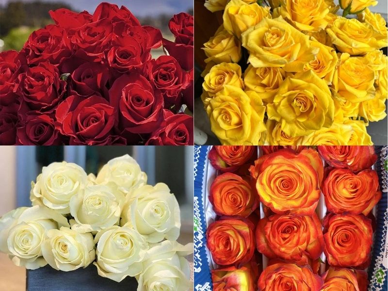  Hoa hồng Ecuador: Nguồn gốc, đặc điểm, ý nghĩa và cách trồng