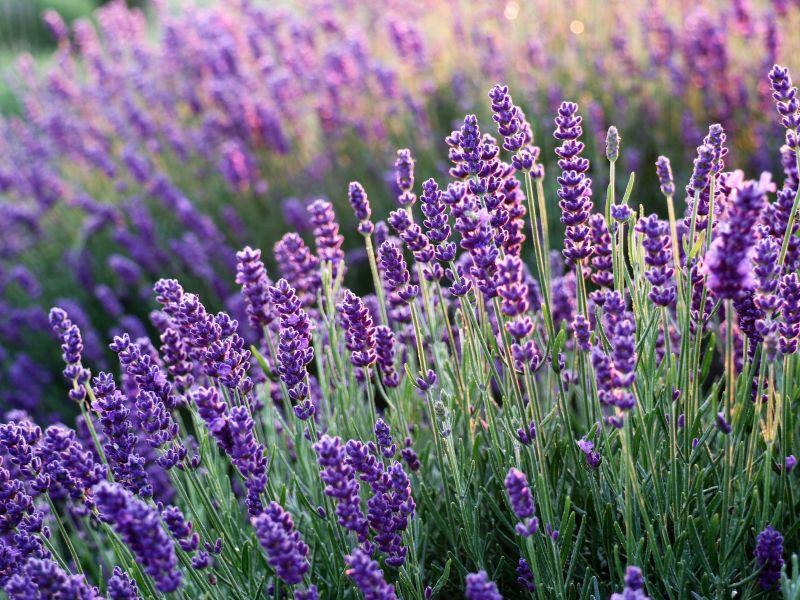 Hoa lavender ý nghĩa là gì?