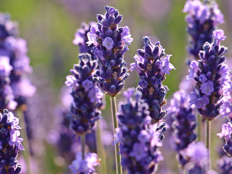 Hoa lavender ý nghĩa là gì?