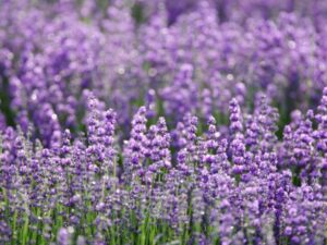 Hoa lavender ý nghĩa là gì?