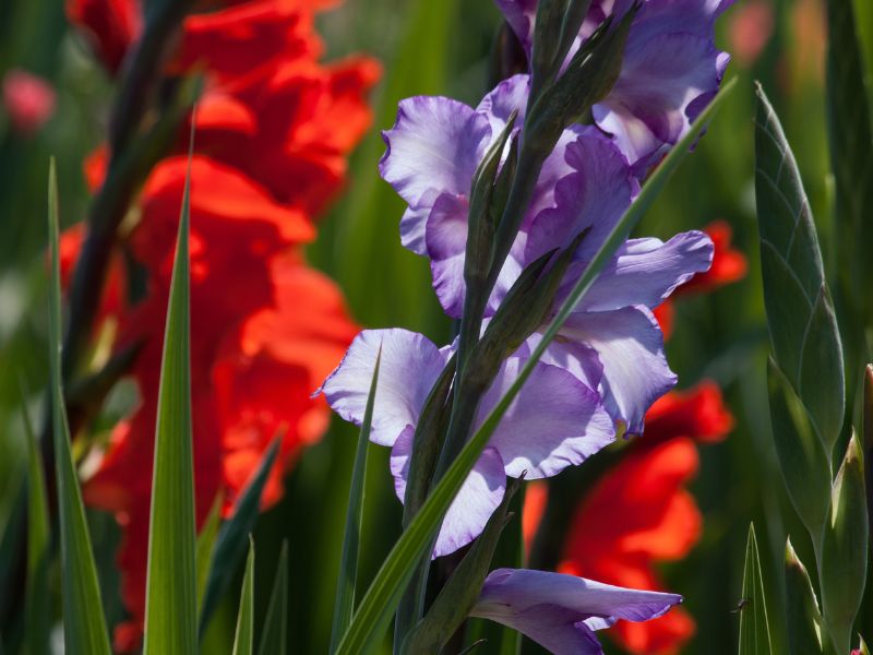 Hoa lay ơn là hoa gì? Đặc điểm, ý nghĩa và cách bài trí đẹp