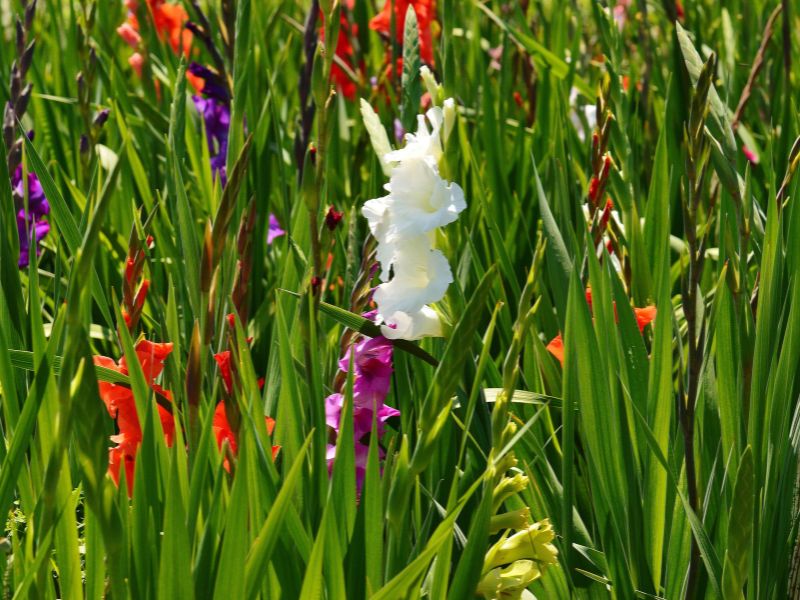 Hoa lay ơn là hoa gì? Đặc điểm, ý nghĩa và cách bài trí đẹp