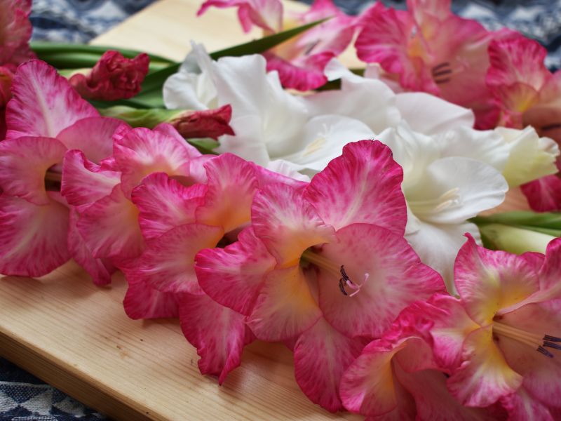 Hoa lay ơn là hoa gì? Đặc điểm, ý nghĩa và cách bài trí đẹp