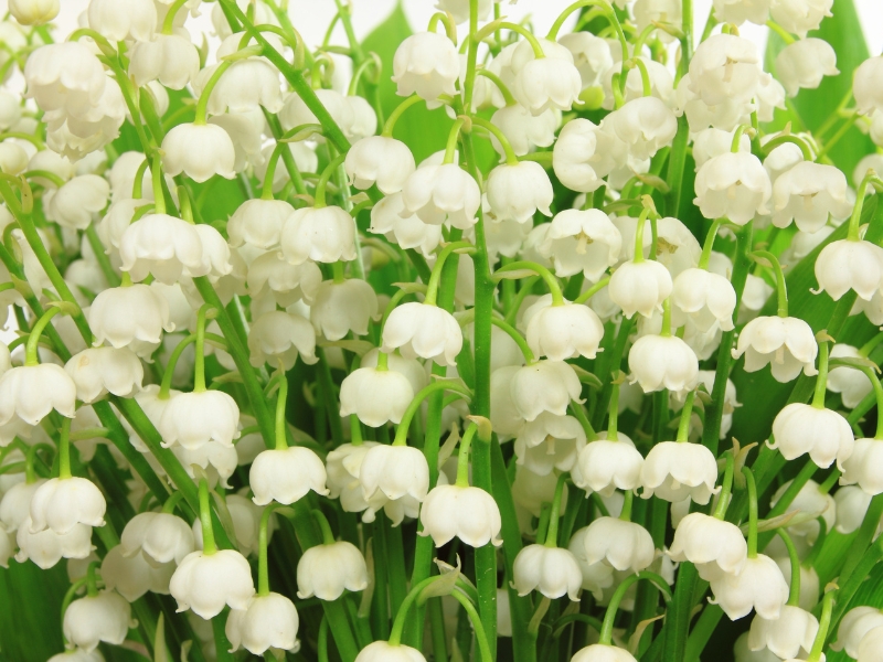 Linh lan hoa – Loài hoa nhỏ bé mang ý nghĩa lớn lao