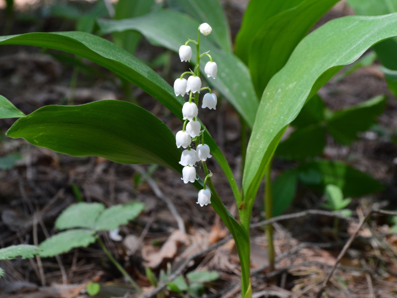 Linh lan hoa – Loài hoa nhỏ bé mang ý nghĩa lớn lao