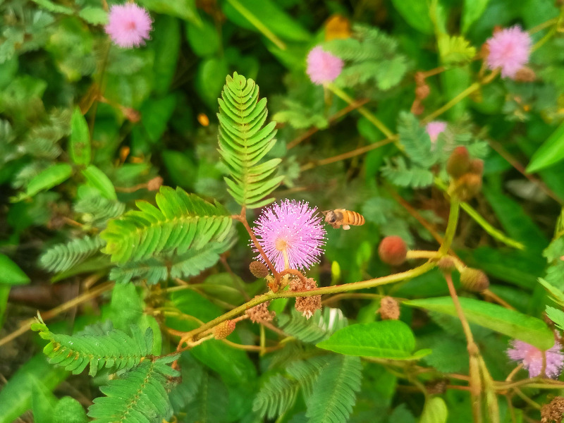 Hoa trinh nữ (hoa mắc cỡ): Đặc điểm, ý nghĩa và công dụng bất ngờ