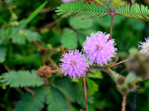 Hoa trinh nữ (hoa mắc cỡ): Đặc điểm, ý nghĩa và công dụng bất ngờ