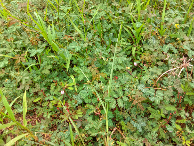 Hoa trinh nữ (hoa mắc cỡ): Đặc điểm, ý nghĩa và công dụng bất ngờ