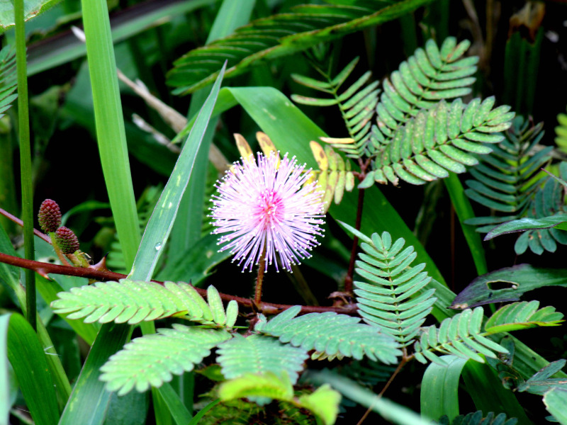 Hoa trinh nữ (hoa mắc cỡ): Đặc điểm, ý nghĩa và công dụng bất ngờ