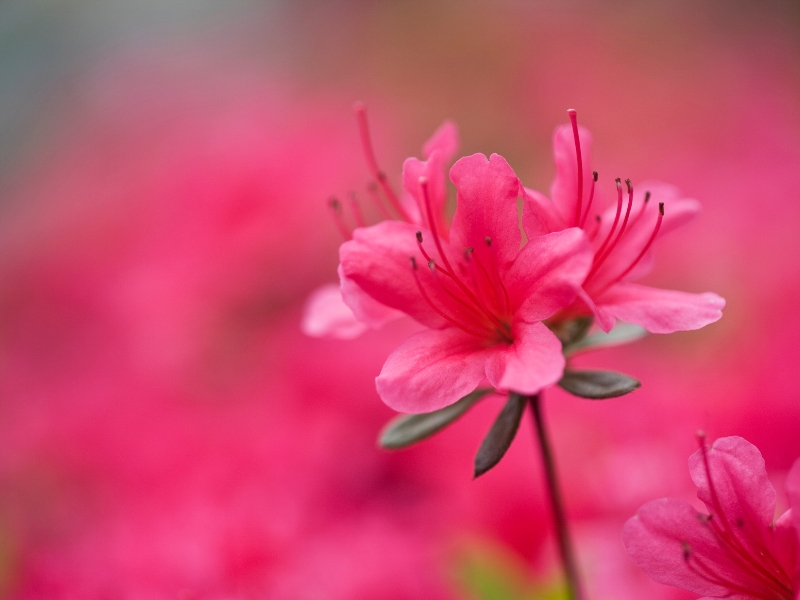 Hoa đỗ quyên đỏ – Vẻ đẹp rực rỡ và ý nghĩa sâu sắc trong từng cánh hoa