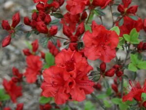 Hoa đỗ quyên đỏ – Vẻ đẹp rực rỡ và ý nghĩa sâu sắc trong từng cánh hoa