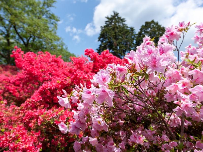 Hoa đỗ quyên đỏ – Vẻ đẹp rực rỡ và ý nghĩa sâu sắc trong từng cánh hoa