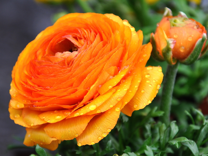 Hoa mao lương tươi