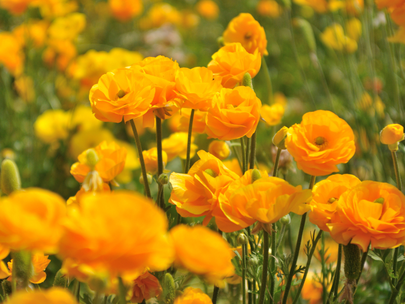 Hoa mao lương tươi