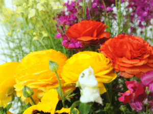 Hoa mao lương tươi