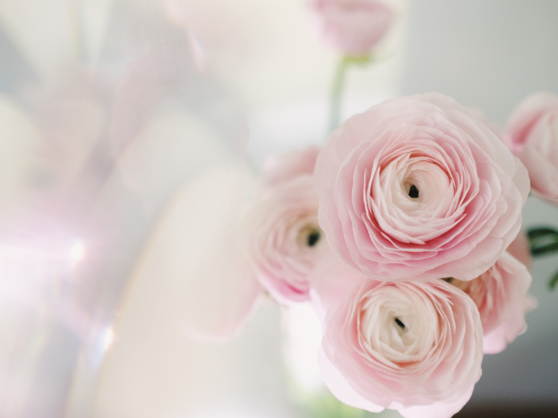 Hoa mao lương tươi