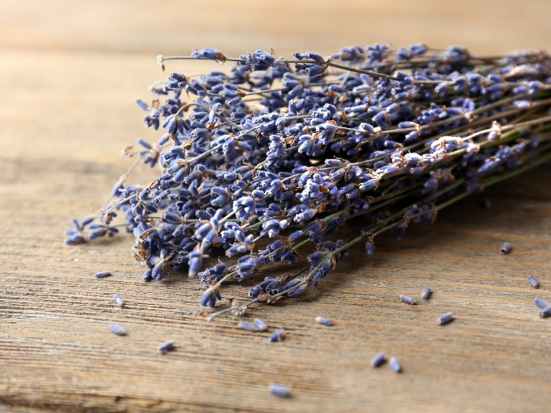 Hoa oải hương tươi – Vẻ đẹp nhẹ nhàng, thư giãn và đầy ý nghĩa trong cuộc sống hiện đại